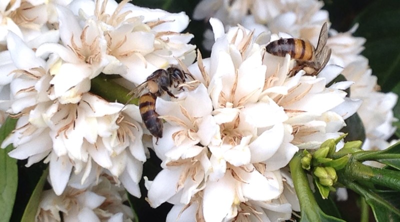 Brenda Alves_Apis_mellifera