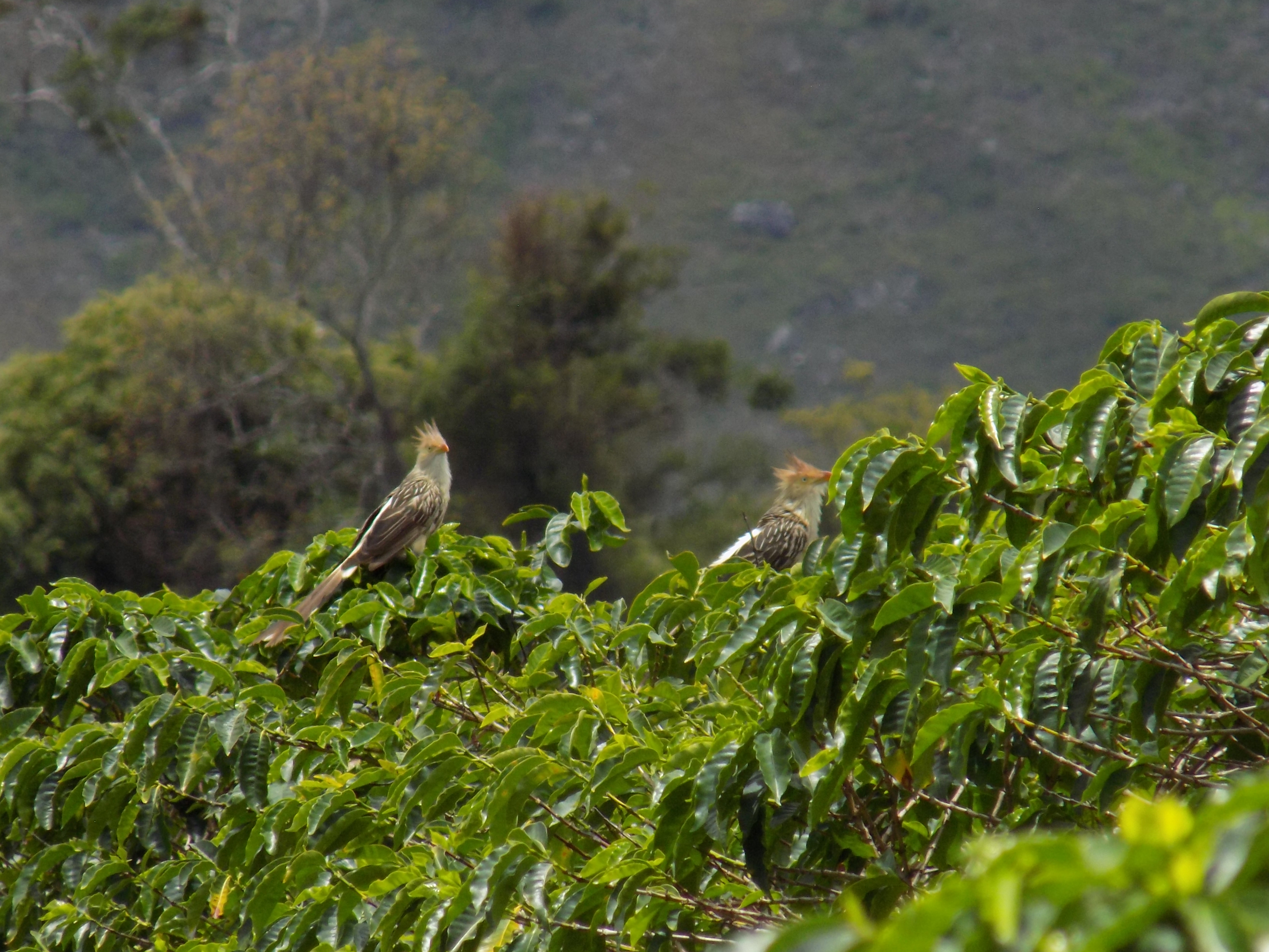 Aves no café (Fazenda Igaraçu/Divulgação)