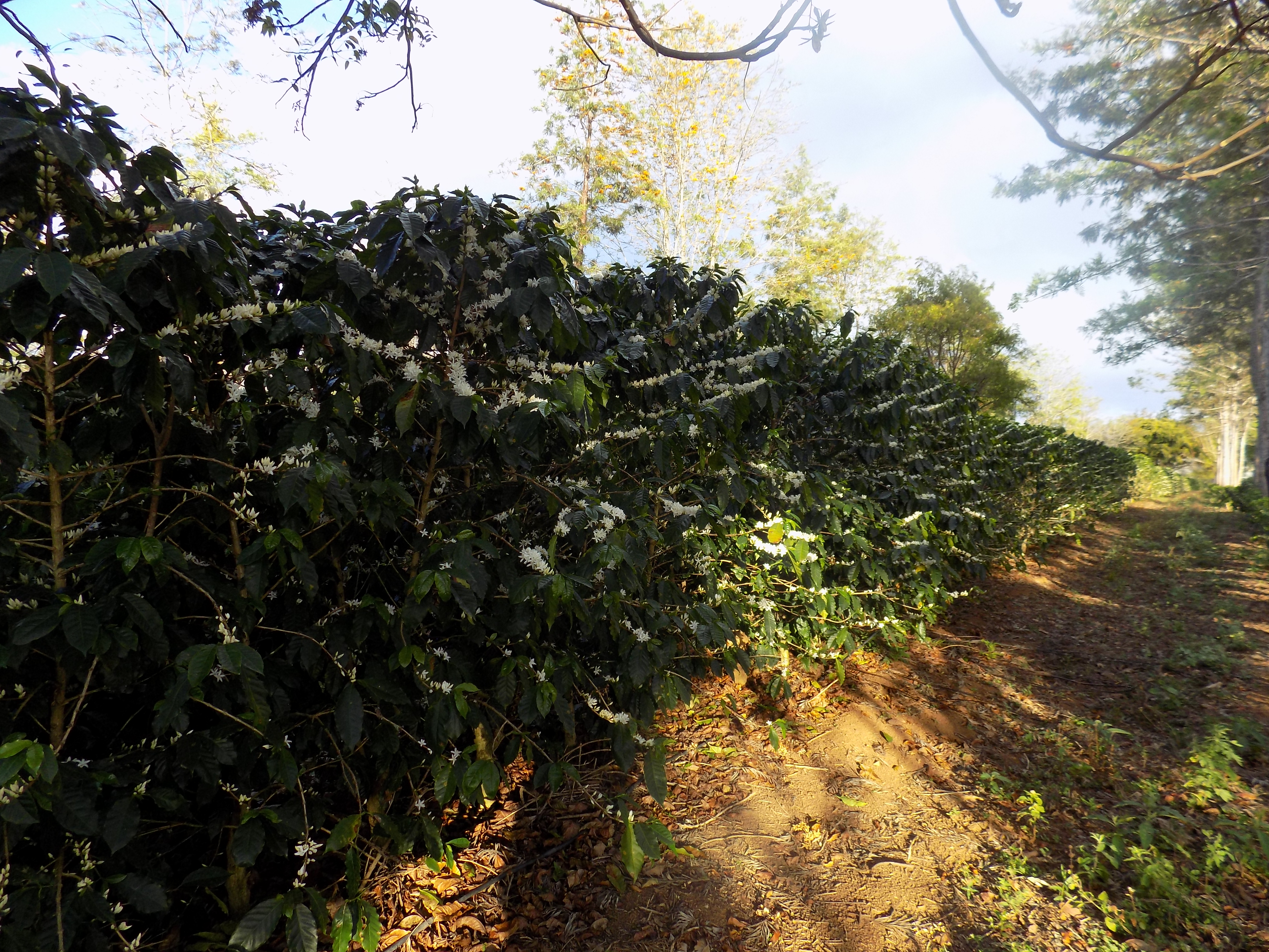 Café orgânico e agroflorestal florido (Fazenda Floresta/Divulgação)