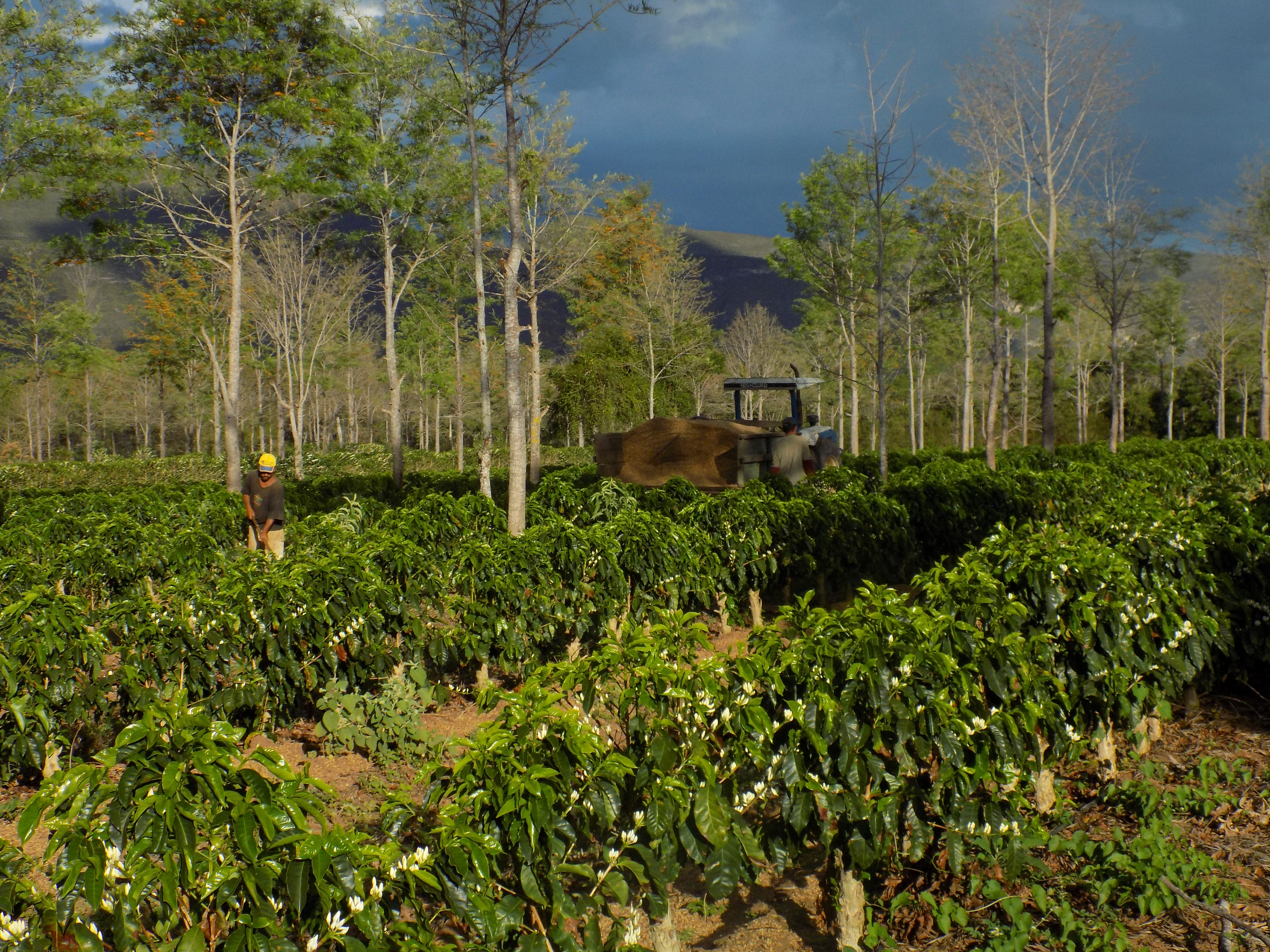 Café orgânico e agroflorestal recebendo adubo orgânico (Fazenda Floresta/Divulgação)