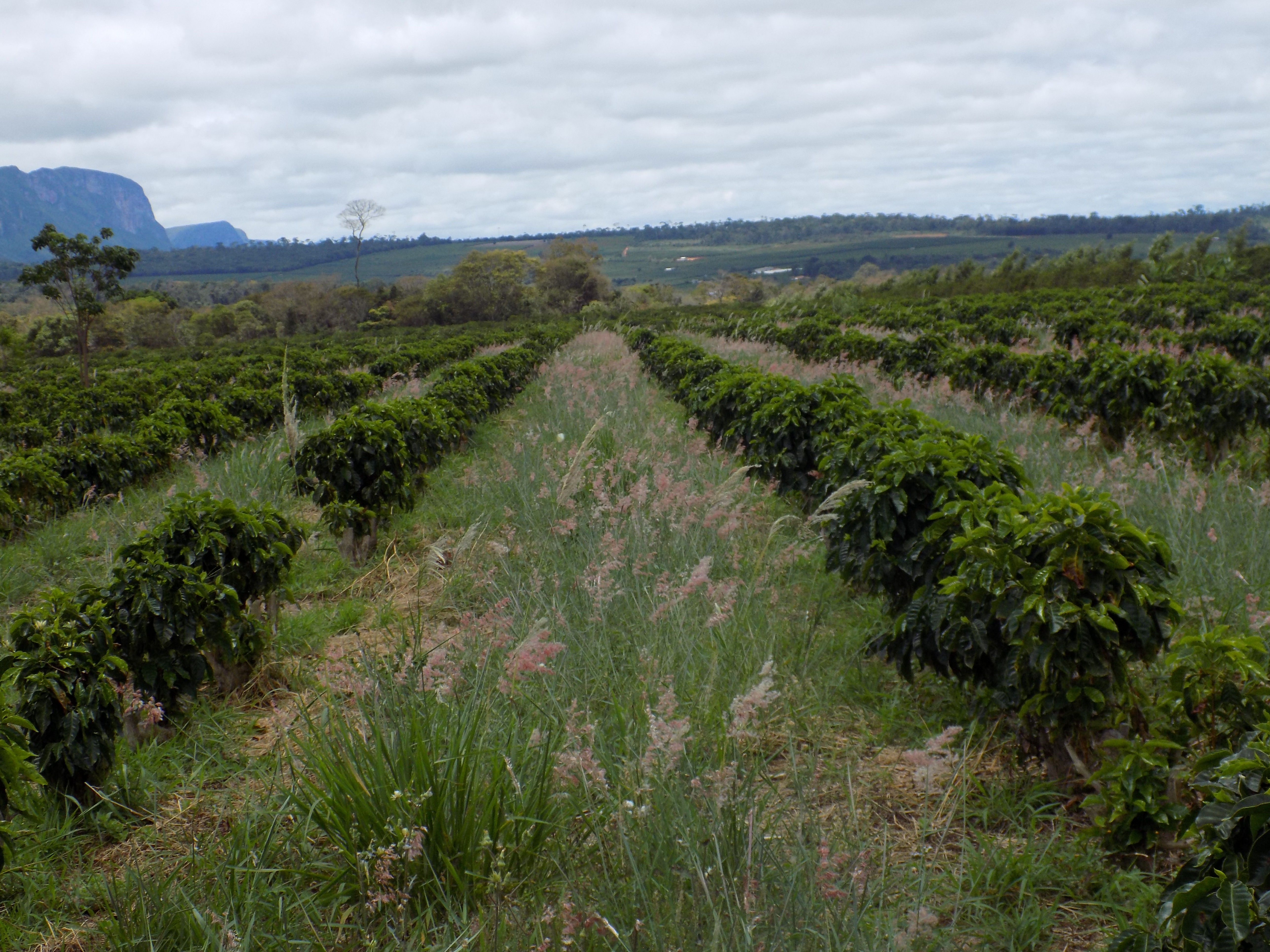 Capim nas ruas do café (Fazenda Igaraçu/Divulgação)