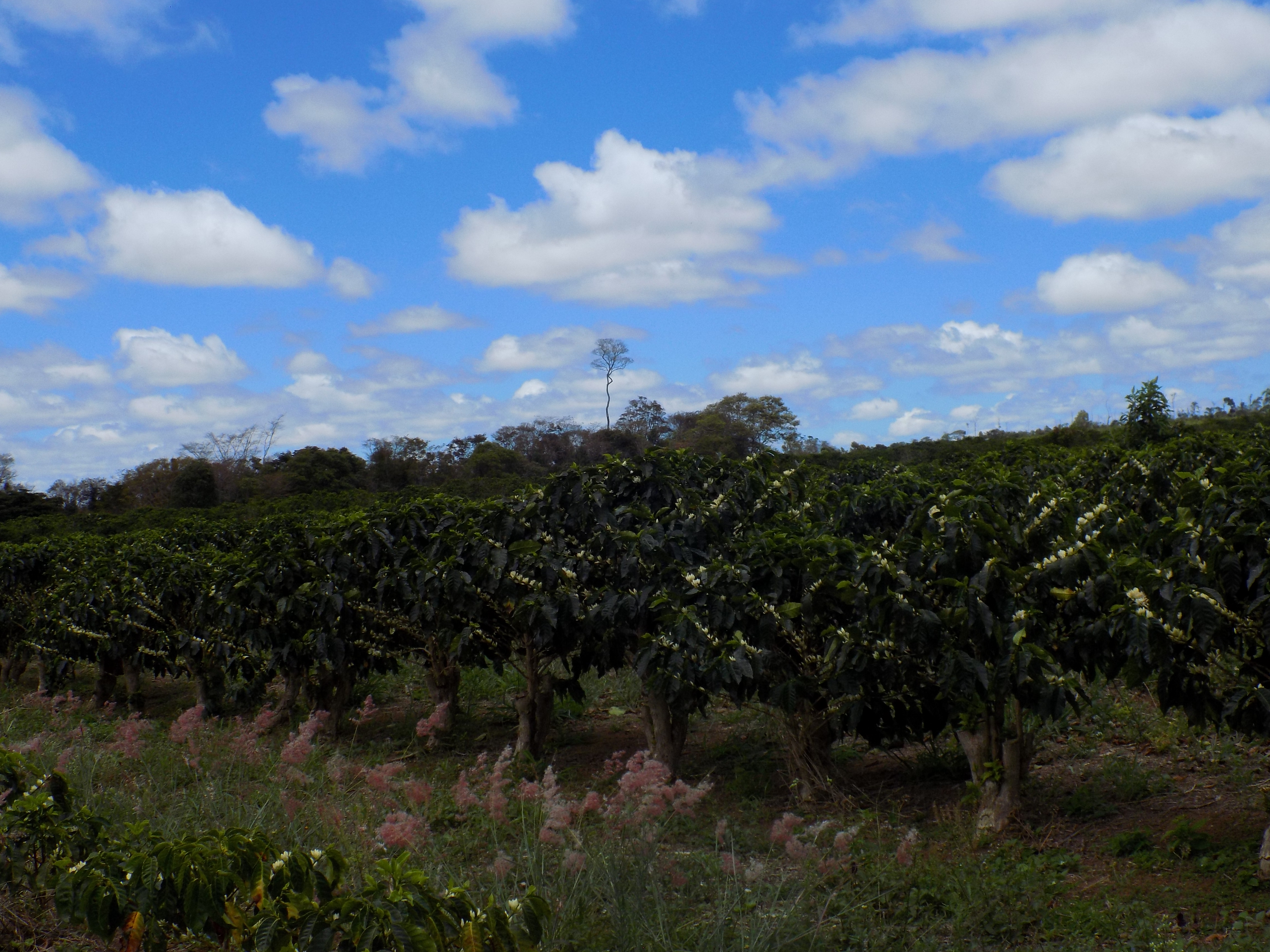 Fazenda Igaraçu/Divulgação