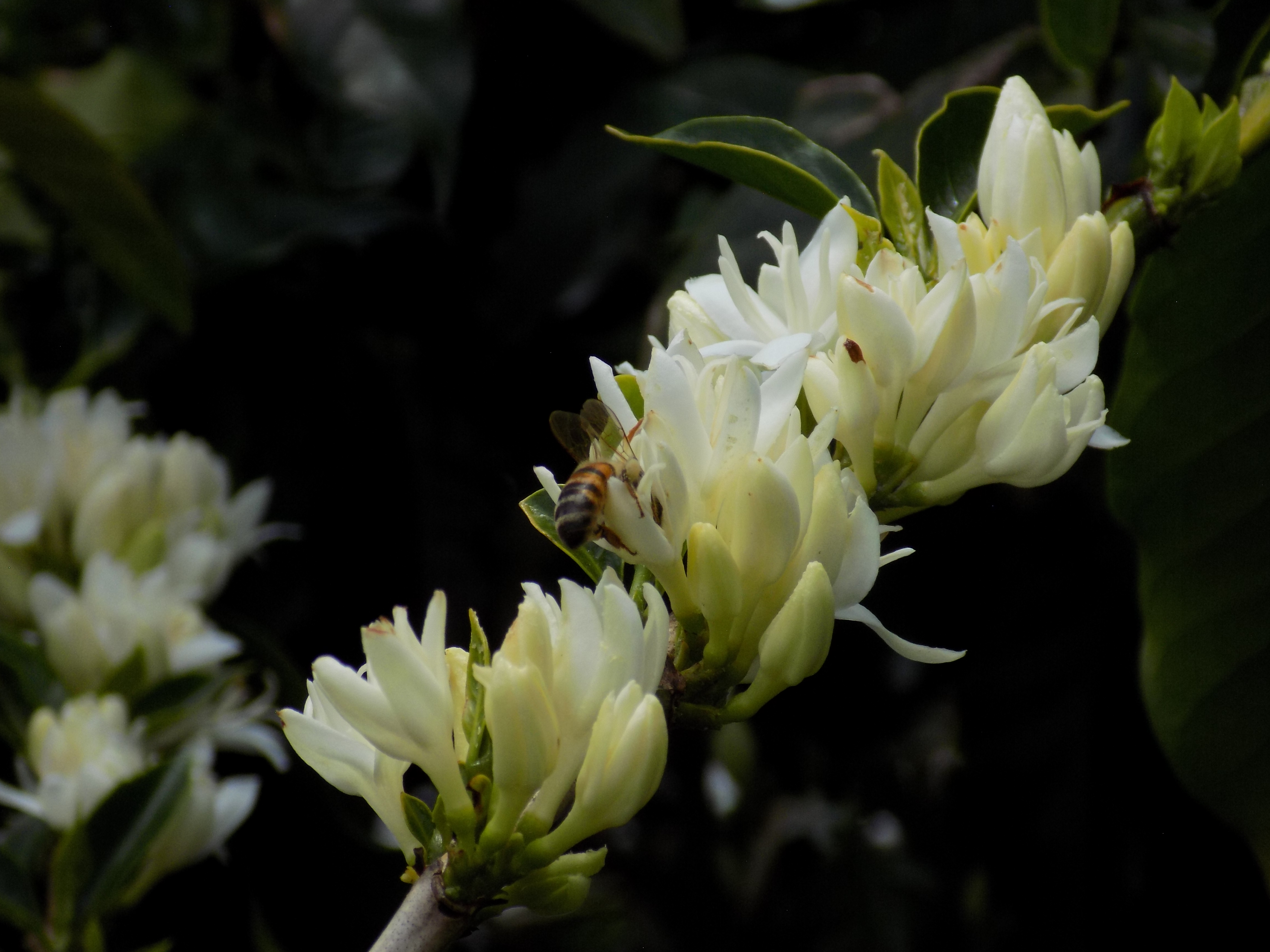 Abelhas apis nas flores do café (Fazenda Igaraçu/Divulgação)