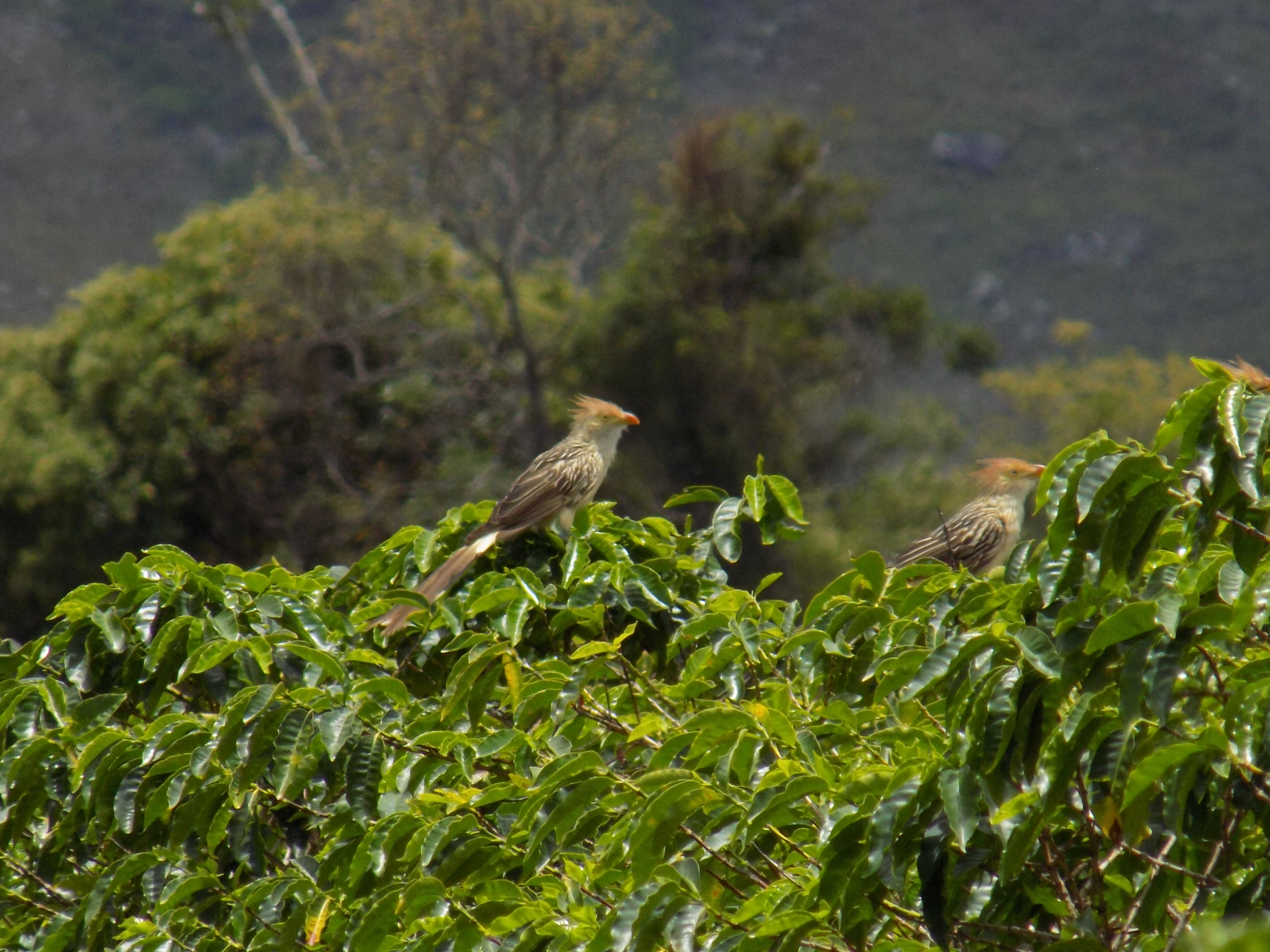 Aves no café (Fazenda Igaraçu/Divulgação)