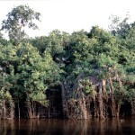 Unidades de conservação preservaram a vegetação nativa de uma área equivalente a 15 cidades de Salvador, aponta estudo