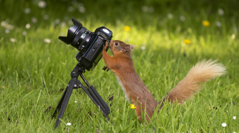 Vencedor geral do concurso fotográfico de 2022: Ian Glendinning IPA UK - Red Squirrel  Police at Work